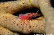 Galathea sp-Lembeh Aer bajo 1-17m-2024107-da-DSC_3317_tn